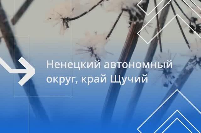 Добровольцы РТУ МИРЭА побывали в зоне арктической тундры