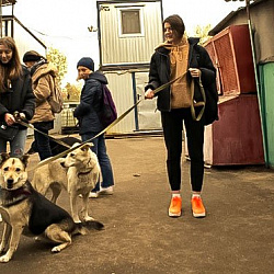 Волонтёры РТУ МИРЭА посетили приют для собак «Красная сосна»