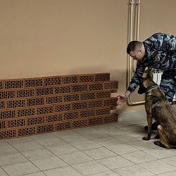 Студенты ИКБ РТУ МИРЭА стали участниками Всероссийской акции МВД России «Студенческий десант»