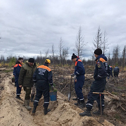 Добровольцы ВСКС приняли участие во Всероссийской акции «Сохраним лес» в Красноярском крае